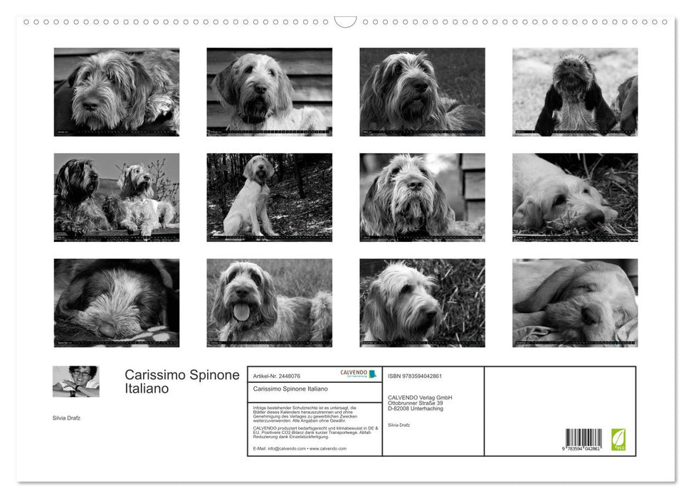 Carissimo Spinone Italiano (CALVENDO Wandkalender 2027)
