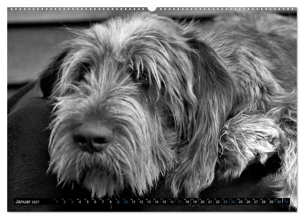 Carissimo Spinone Italiano (CALVENDO Wandkalender 2027)