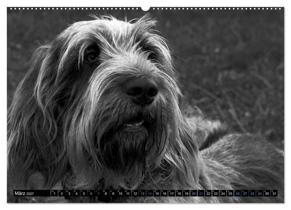 Carissimo Spinone Italiano (CALVENDO Wandkalender 2027)