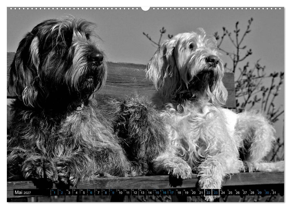Carissimo Spinone Italiano (CALVENDO Wandkalender 2027)