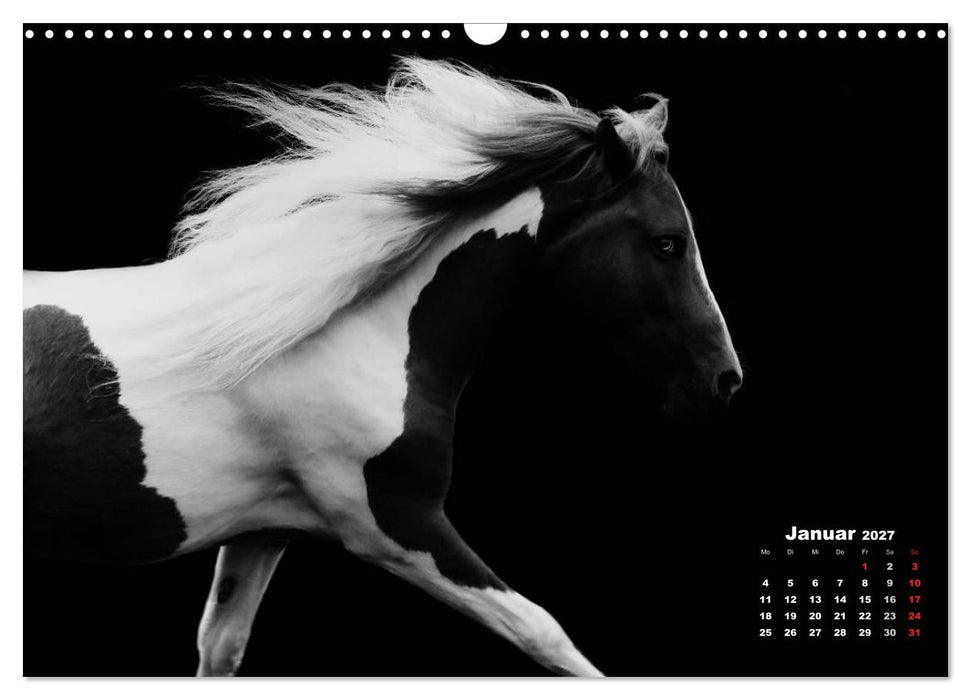 Pferde zwischen Licht und Schatten (CALVENDO Wandkalender 2027)