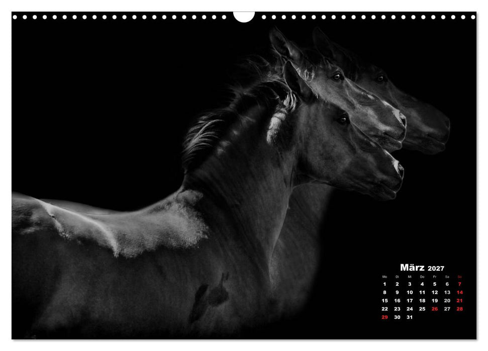 Pferde zwischen Licht und Schatten (CALVENDO Wandkalender 2027)