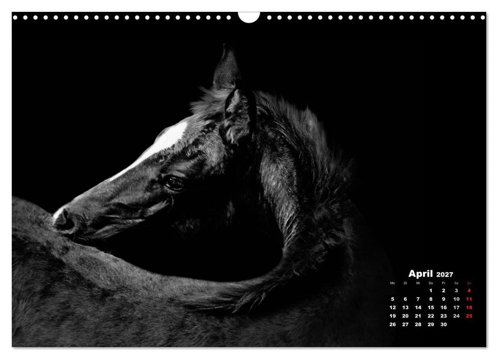 Pferde zwischen Licht und Schatten (CALVENDO Wandkalender 2027)