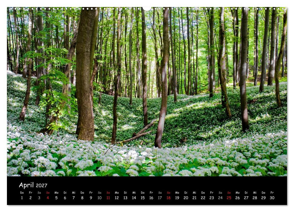 Faszination Harz 2027 (CALVENDO Wandkalender 2027)