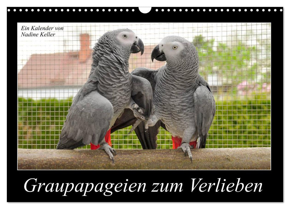 Graupapageien zum Verlieben (CALVENDO Wandkalender 2027)