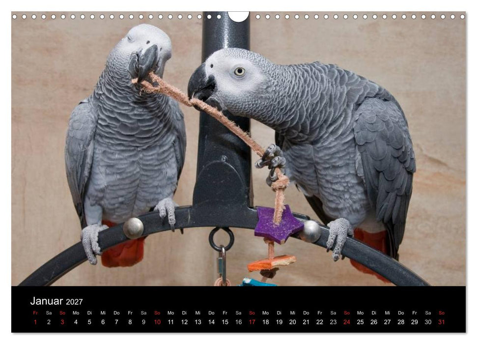 Graupapageien zum Verlieben (CALVENDO Wandkalender 2027)