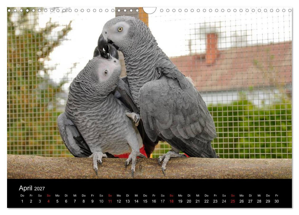 Graupapageien zum Verlieben (CALVENDO Wandkalender 2027)