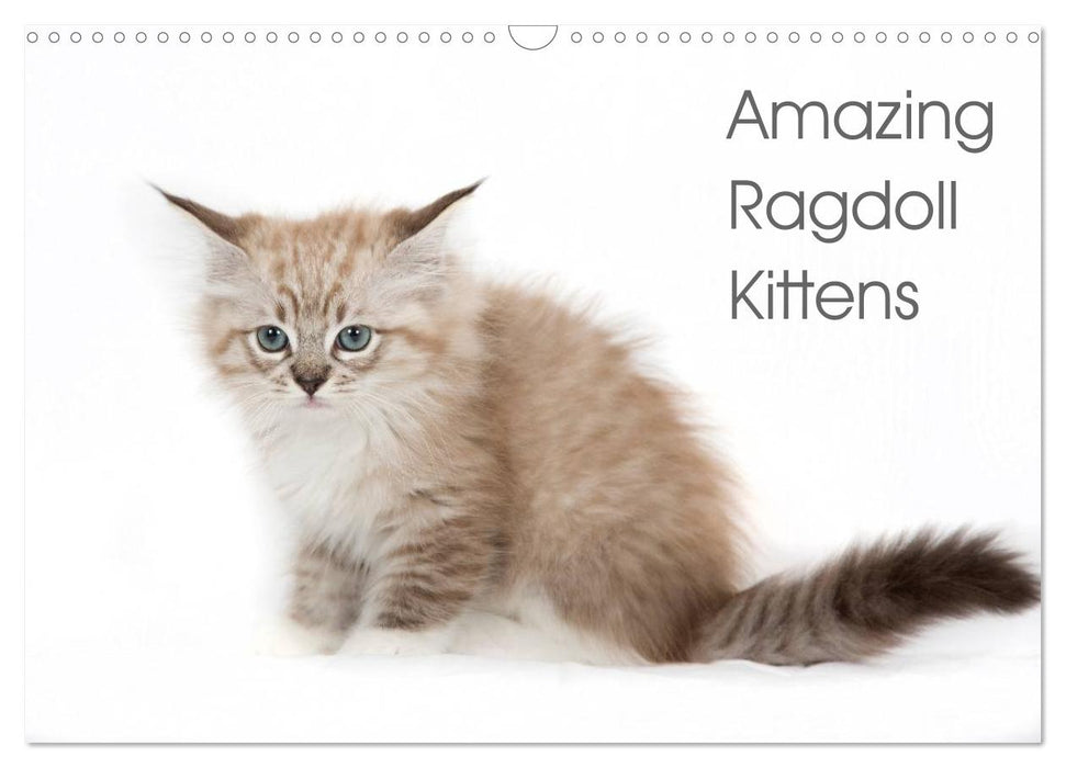 Amazing Ragdoll Kittens (CALVENDO Monthly Calendar 2027)