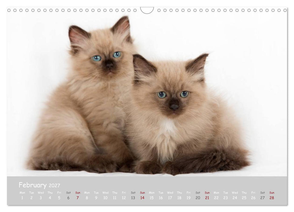 Amazing Ragdoll Kittens (CALVENDO Monthly Calendar 2027)
