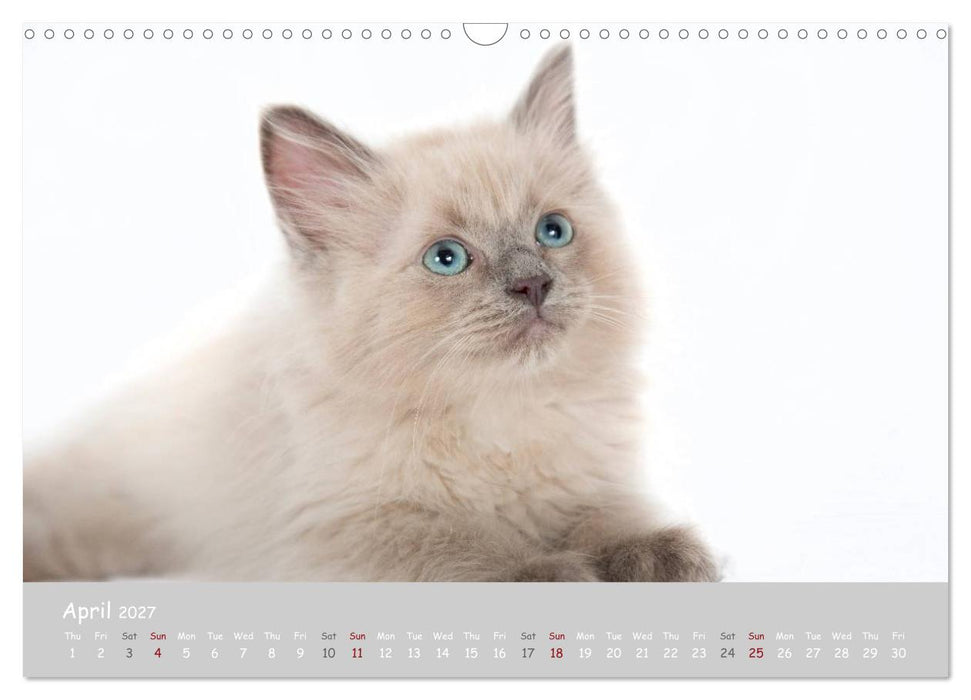 Amazing Ragdoll Kittens (CALVENDO Monthly Calendar 2027)