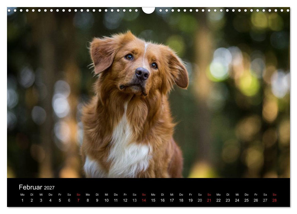 Toller - Nova Scotia Duck Tolling Retriever (CALVENDO Wandkalender 2027)