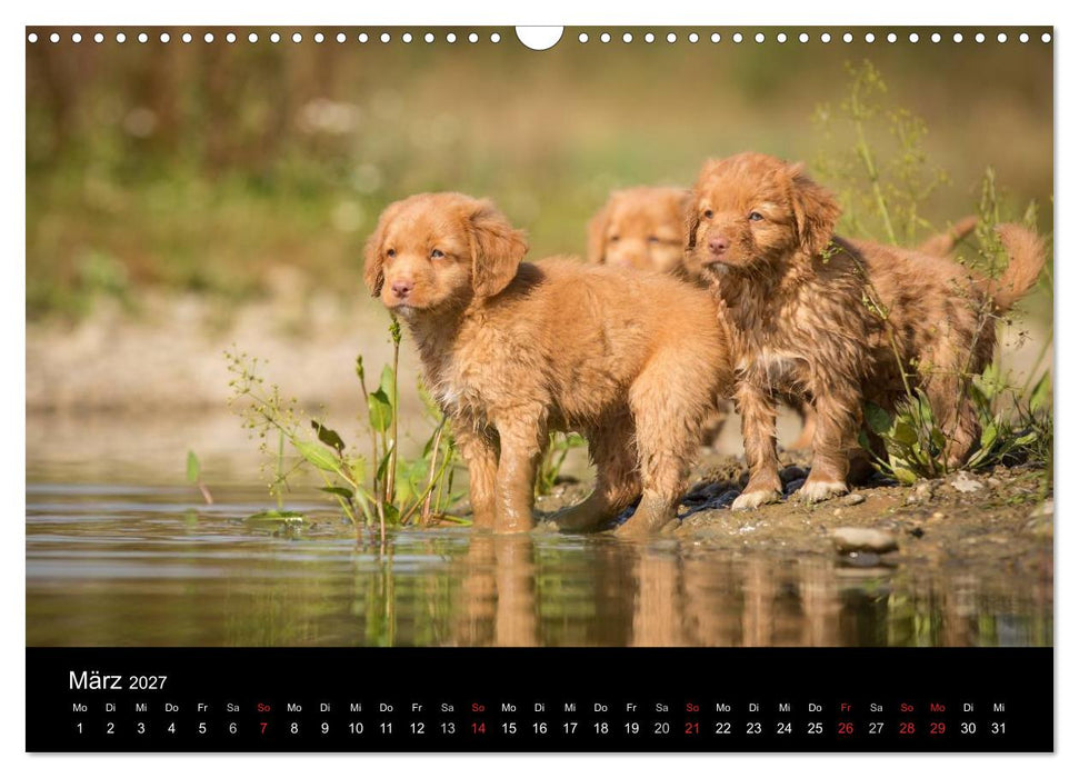 Toller - Nova Scotia Duck Tolling Retriever (CALVENDO Wandkalender 2027)