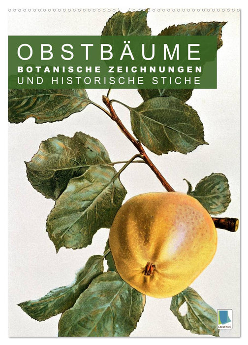 Obstbäume: Botanische Zeichnungen und historische Stiche (CALVENDO Wandkalender 2027)