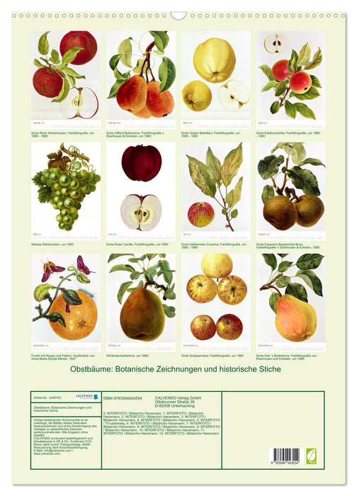 Obstbäume: Botanische Zeichnungen und historische Stiche (CALVENDO Wandkalender 2027)