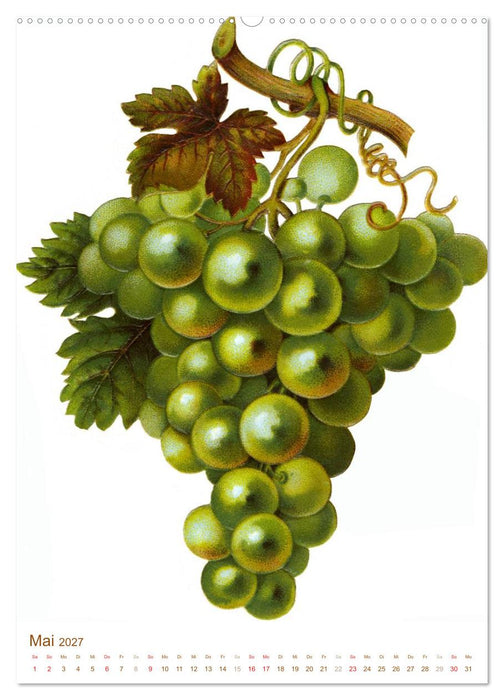 Obstbäume: Botanische Zeichnungen und historische Stiche (CALVENDO Wandkalender 2027)