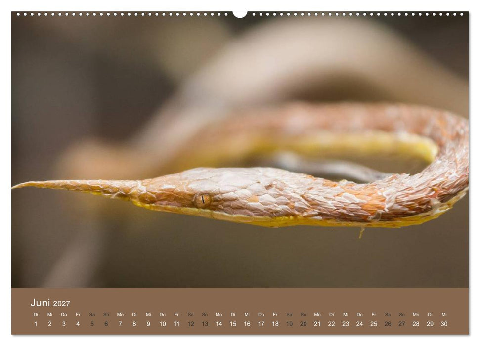 Madagaskars wundersame Tierwelt (CALVENDO Wandkalender 2027)
