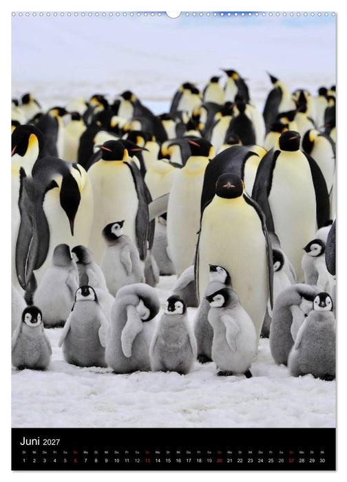 Pinguine - Wackeln im Thermo-Frack (CALVENDO Premium Wandkalender 2027)