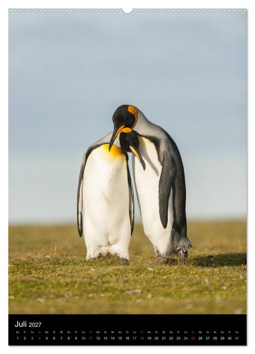 Pinguine - Wackeln im Thermo-Frack (CALVENDO Premium Wandkalender 2027)