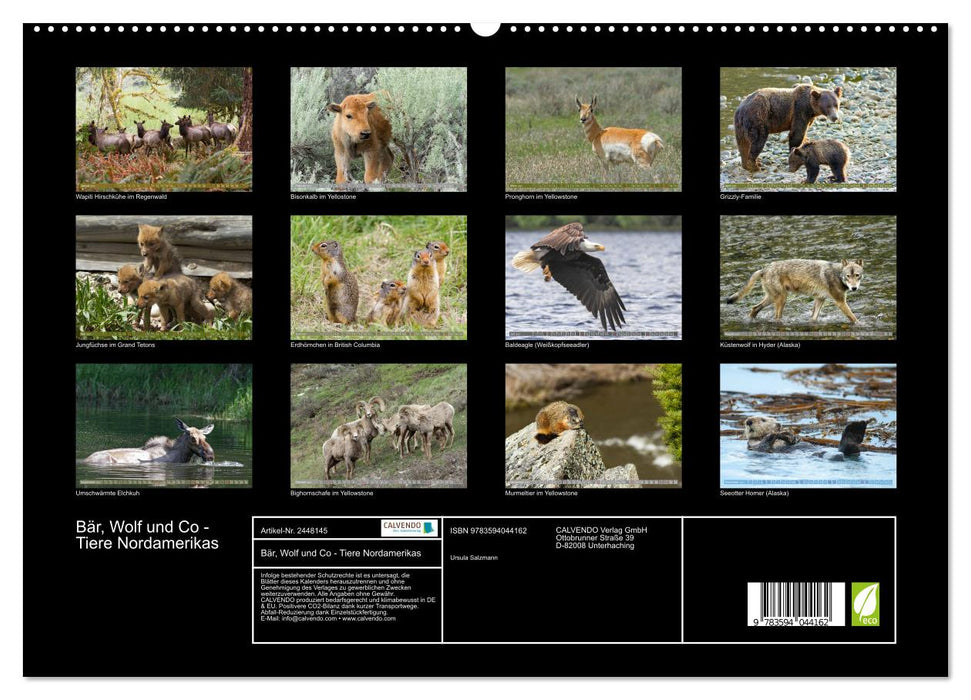 Bär, Wolf und Co - Tiere Nordamerikas (CALVENDO Premium Wandkalender 2027)