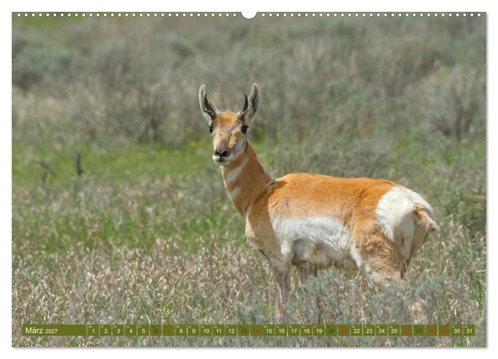 Bär, Wolf und Co - Tiere Nordamerikas (CALVENDO Premium Wandkalender 2027)