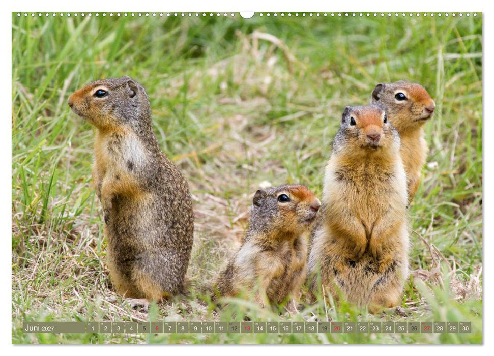 Bär, Wolf und Co - Tiere Nordamerikas (CALVENDO Premium Wandkalender 2027)