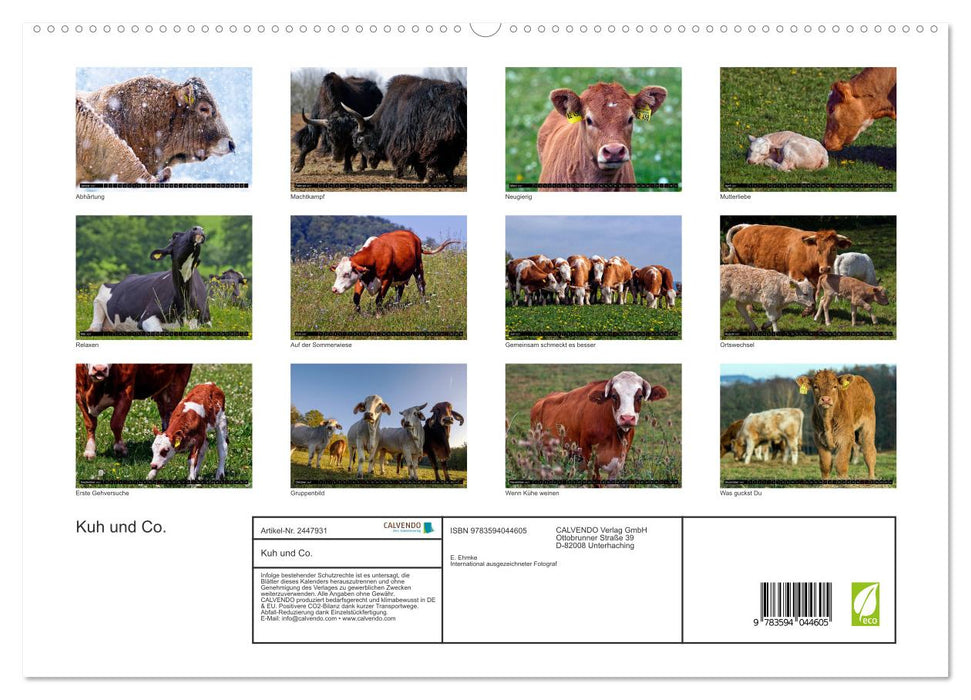 Kuh und Co. (CALVENDO Premium Wandkalender 2027)
