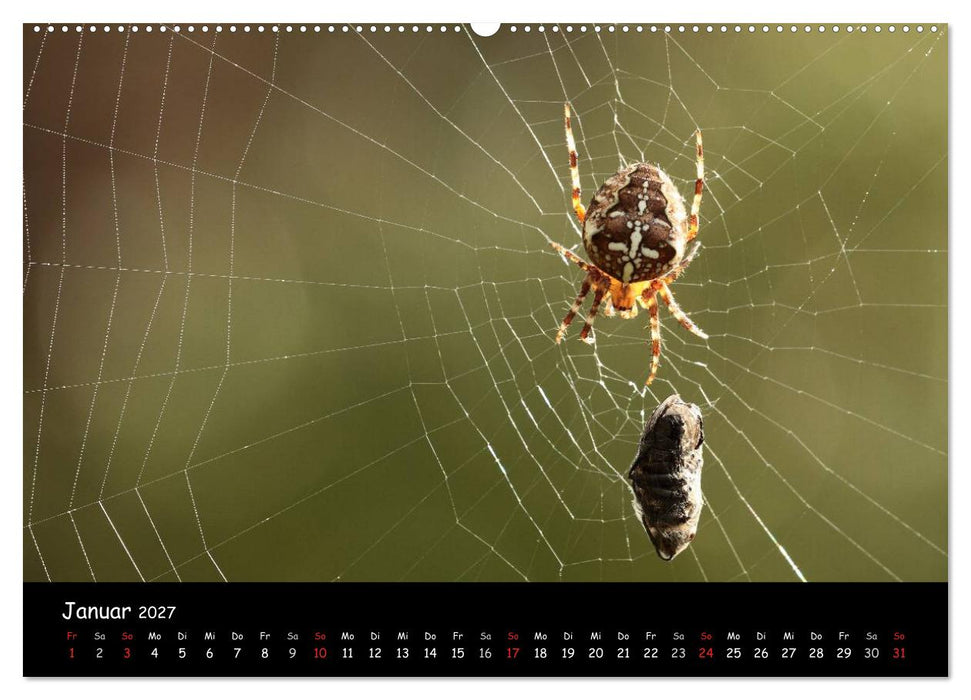 Heimische Spinnen (CALVENDO Premium Wandkalender 2027)