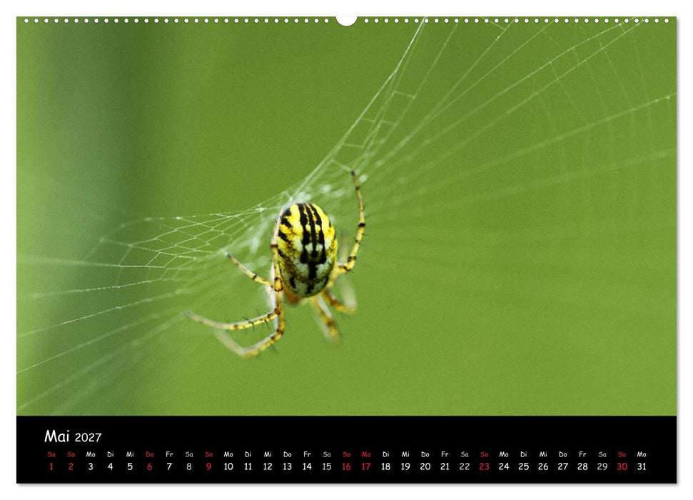 Heimische Spinnen (CALVENDO Premium Wandkalender 2027)