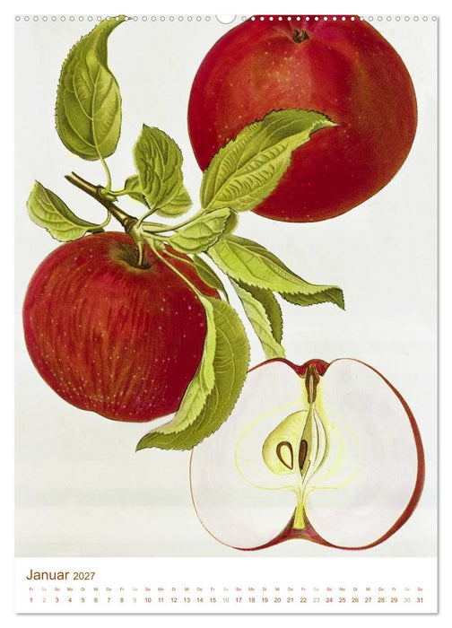 Obstbäume: Botanische Zeichnungen und historische Stiche (CALVENDO Premium Wandkalender 2027)