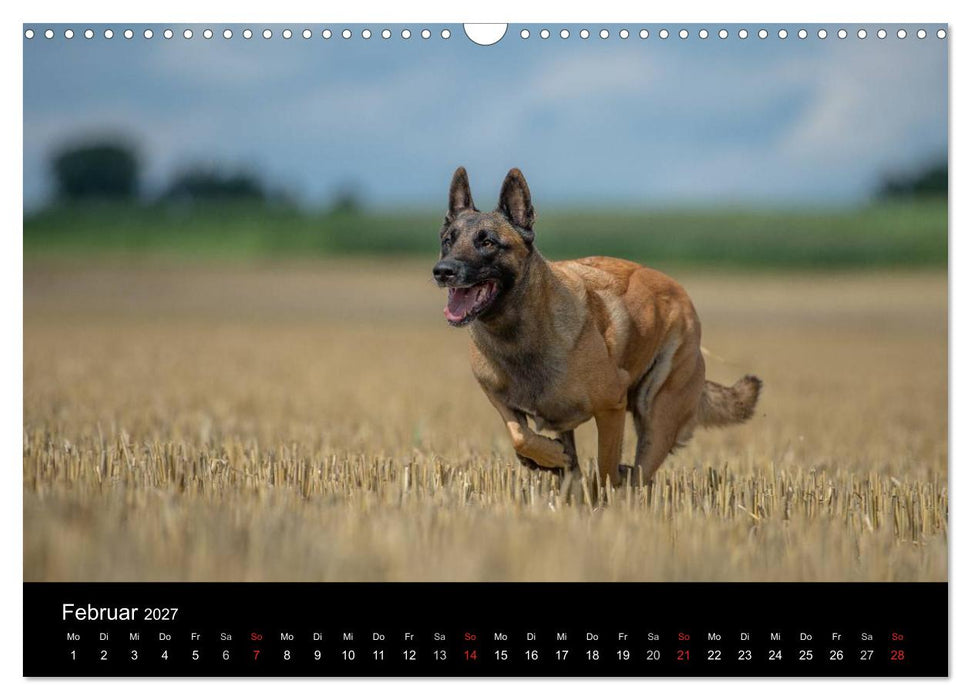 Belgischer Schäferhund - Der Malinois in Action (CALVENDO Wandkalender 2027)