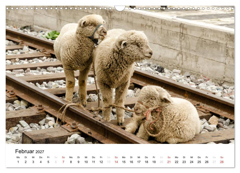 Peru - Land der Inkas und Alpakas (CALVENDO Wandkalender 2027)
