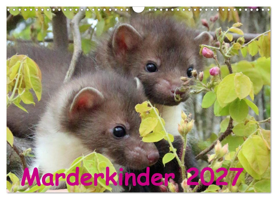 Marderkinder (CALVENDO Wandkalender 2027)
