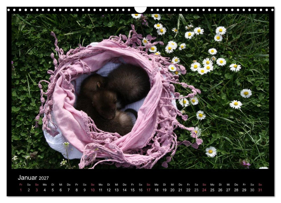 Marderkinder (CALVENDO Wandkalender 2027)