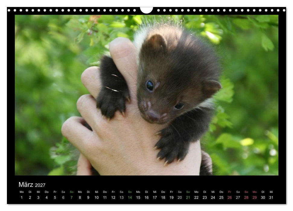 Marderkinder (CALVENDO Wandkalender 2027)