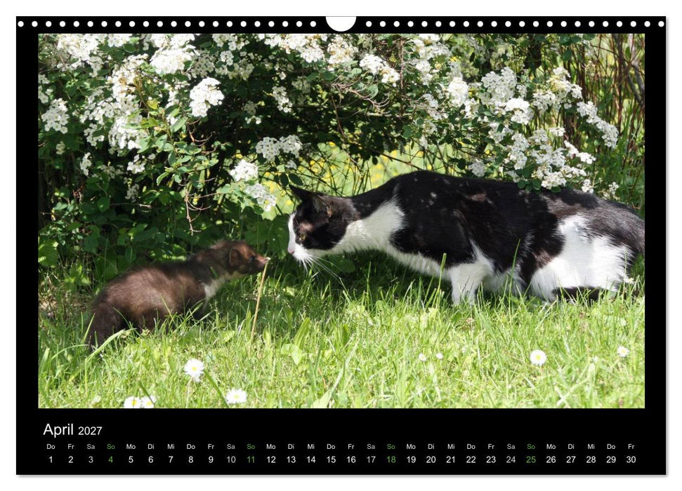 Marderkinder (CALVENDO Wandkalender 2027)