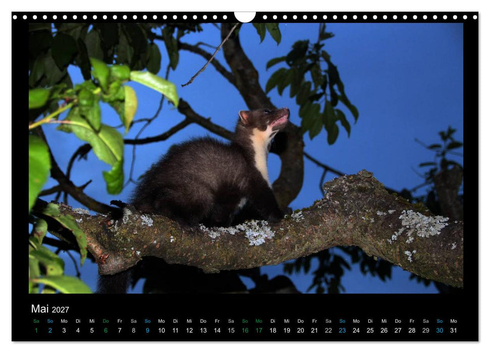 Marderkinder (CALVENDO Wandkalender 2027)