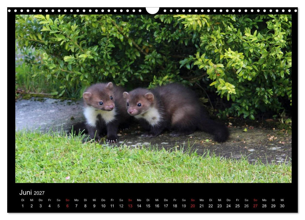 Marderkinder (CALVENDO Wandkalender 2027)
