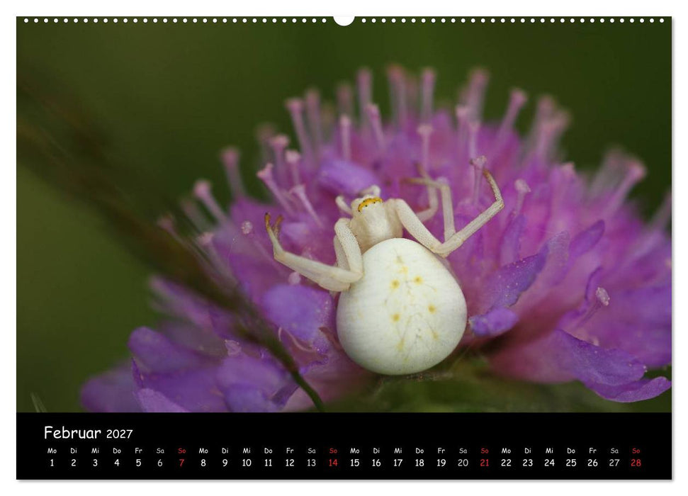 Heimische Spinnen (CALVENDO Wandkalender 2027)