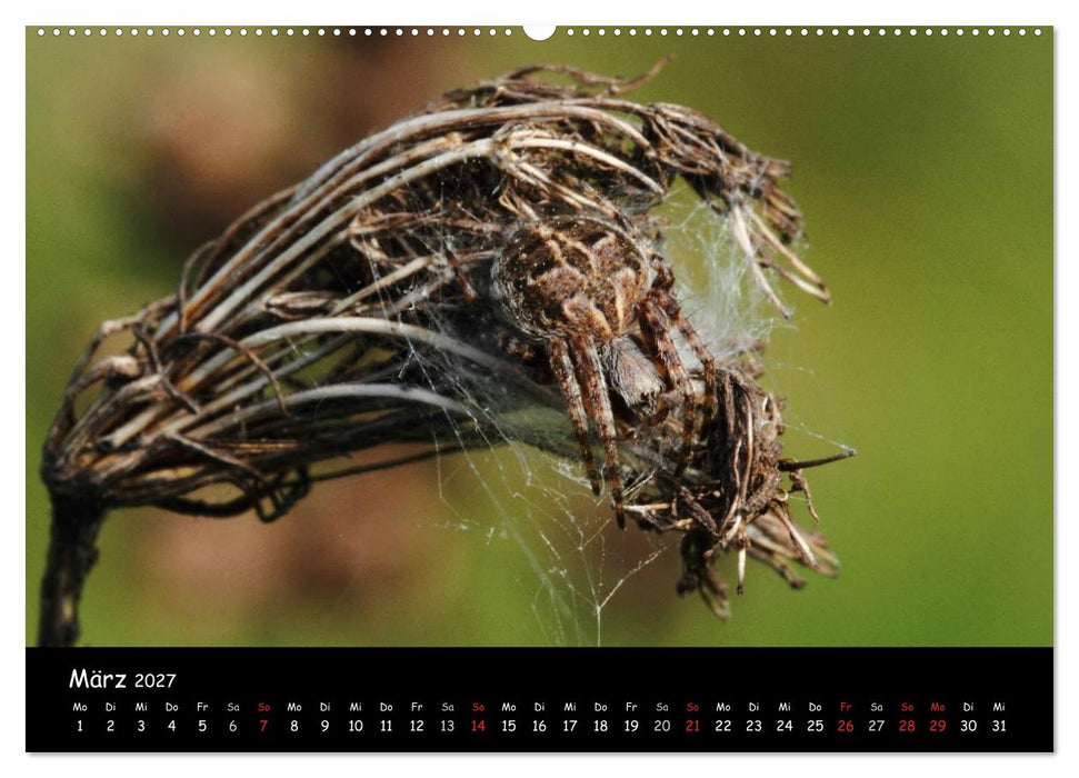 Heimische Spinnen (CALVENDO Wandkalender 2027)