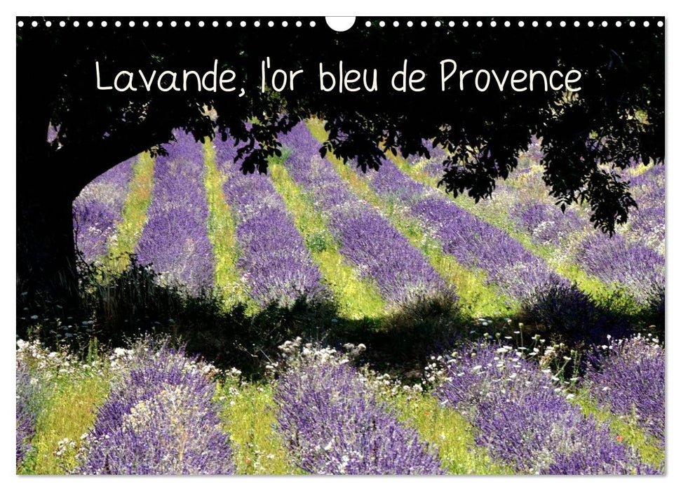 Lavande, l'or bleu de Provence (CALVENDO Calendrier mensuel 2027)