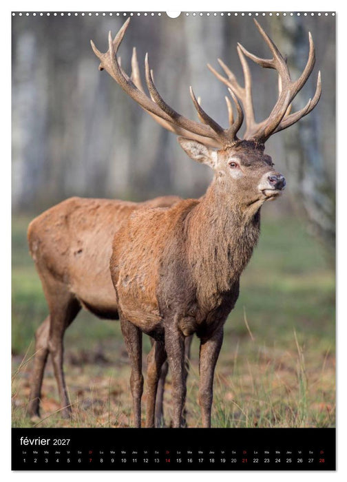 LE CERF EN FRANCE (CALVENDO Calendrier supérieur 2027)