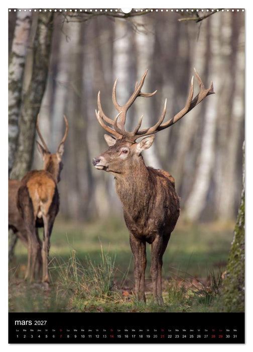 LE CERF EN FRANCE (CALVENDO Calendrier supérieur 2027)
