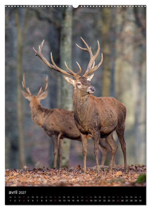 LE CERF EN FRANCE (CALVENDO Calendrier supérieur 2027)