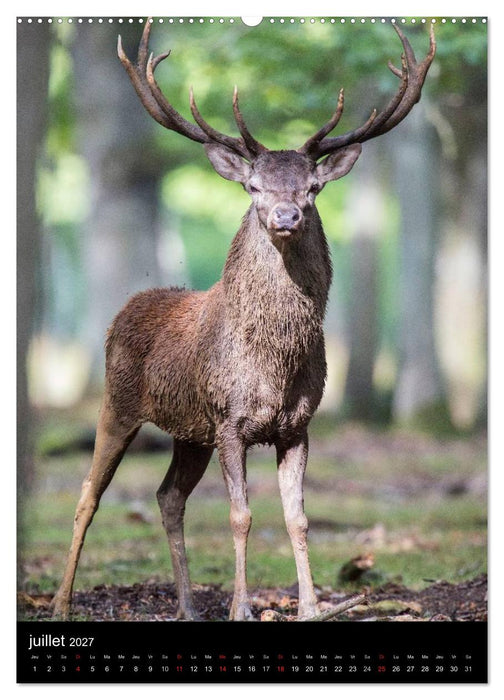 LE CERF EN FRANCE (CALVENDO Calendrier supérieur 2027)