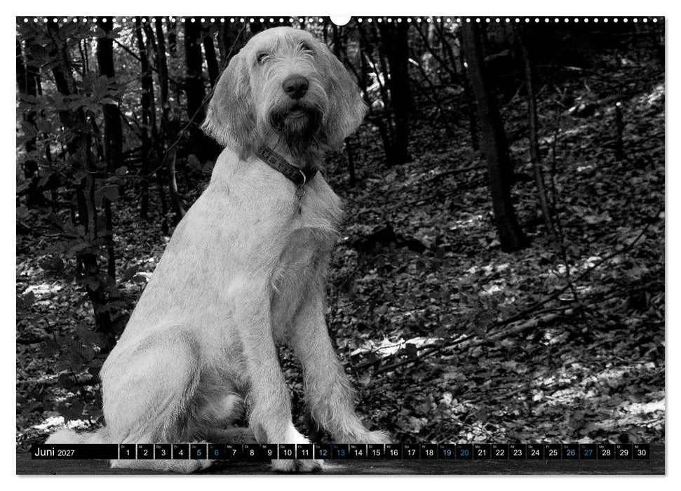 Carissimo Spinone Italiano (CALVENDO Premium Wandkalender 2027)