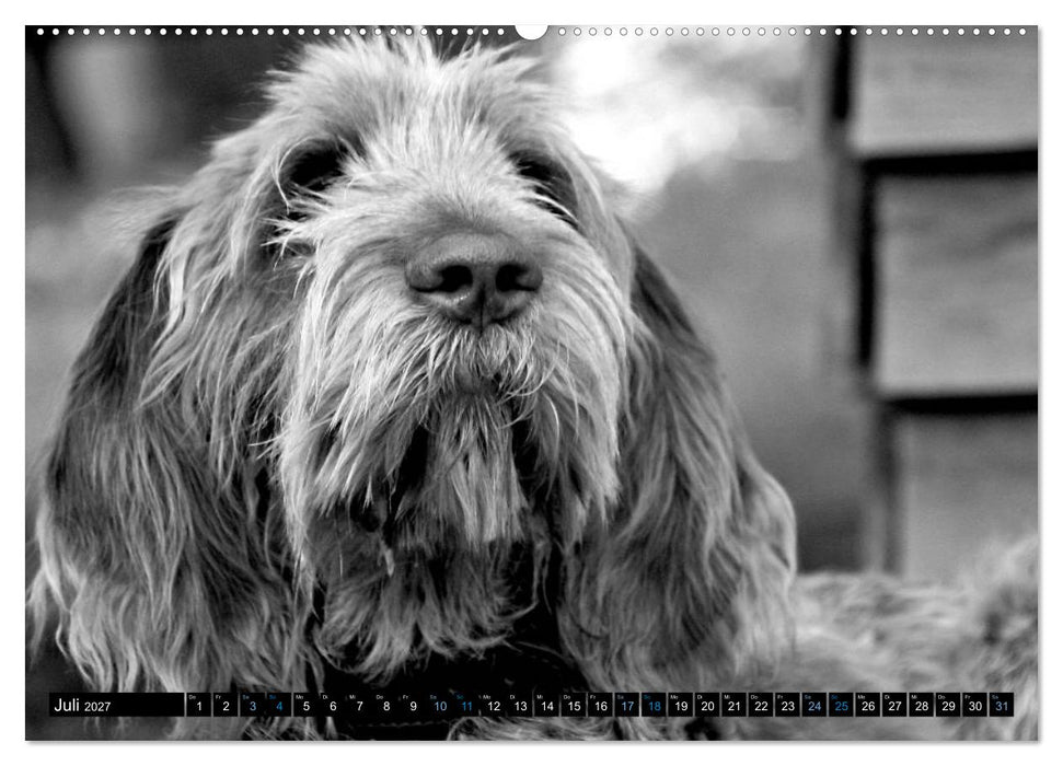 Carissimo Spinone Italiano (CALVENDO Premium Wandkalender 2027)