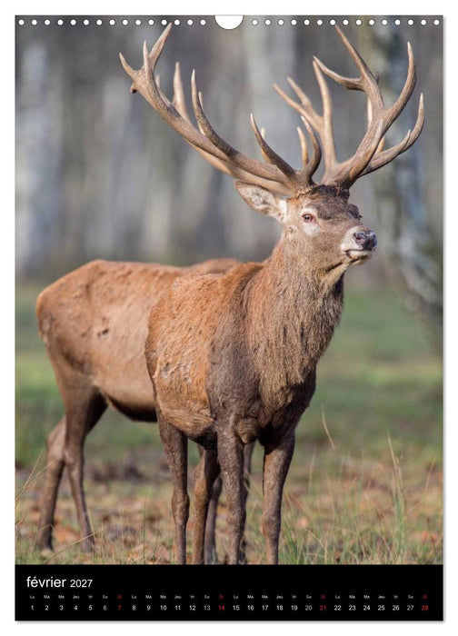 LE CERF EN FRANCE (CALVENDO Calendrier mensuel 2027)