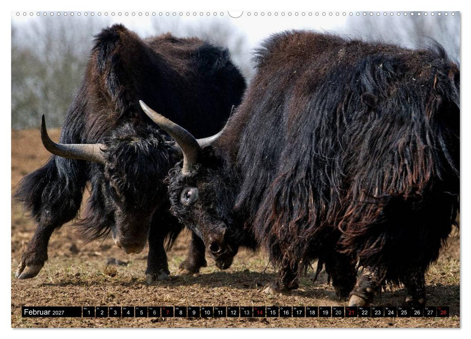 Kuh und Co. (CALVENDO Wandkalender 2027)
