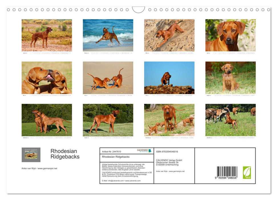 Rhodesian Ridgebacks (CALVENDO Wandkalender 2027)