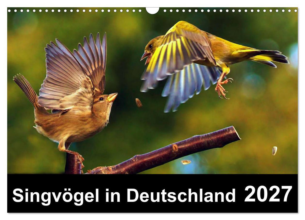 Singvögel in Deutschland (CALVENDO Wandkalender 2027)